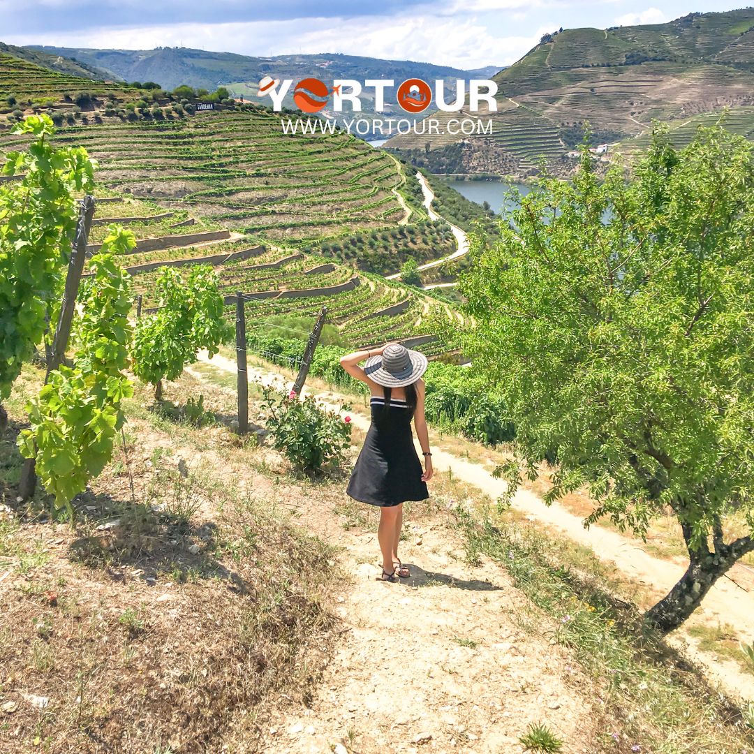 Exploring the Enchanting Douro Valley | A Guide to Portugal Premier Wine Region