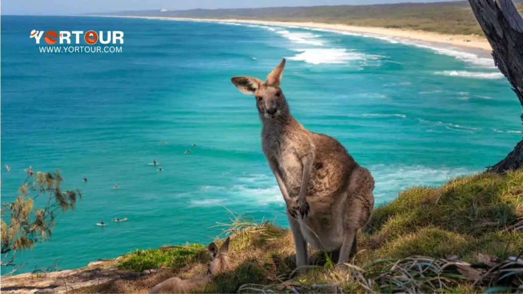 Discover Amazing Wildlife Tours in Australia