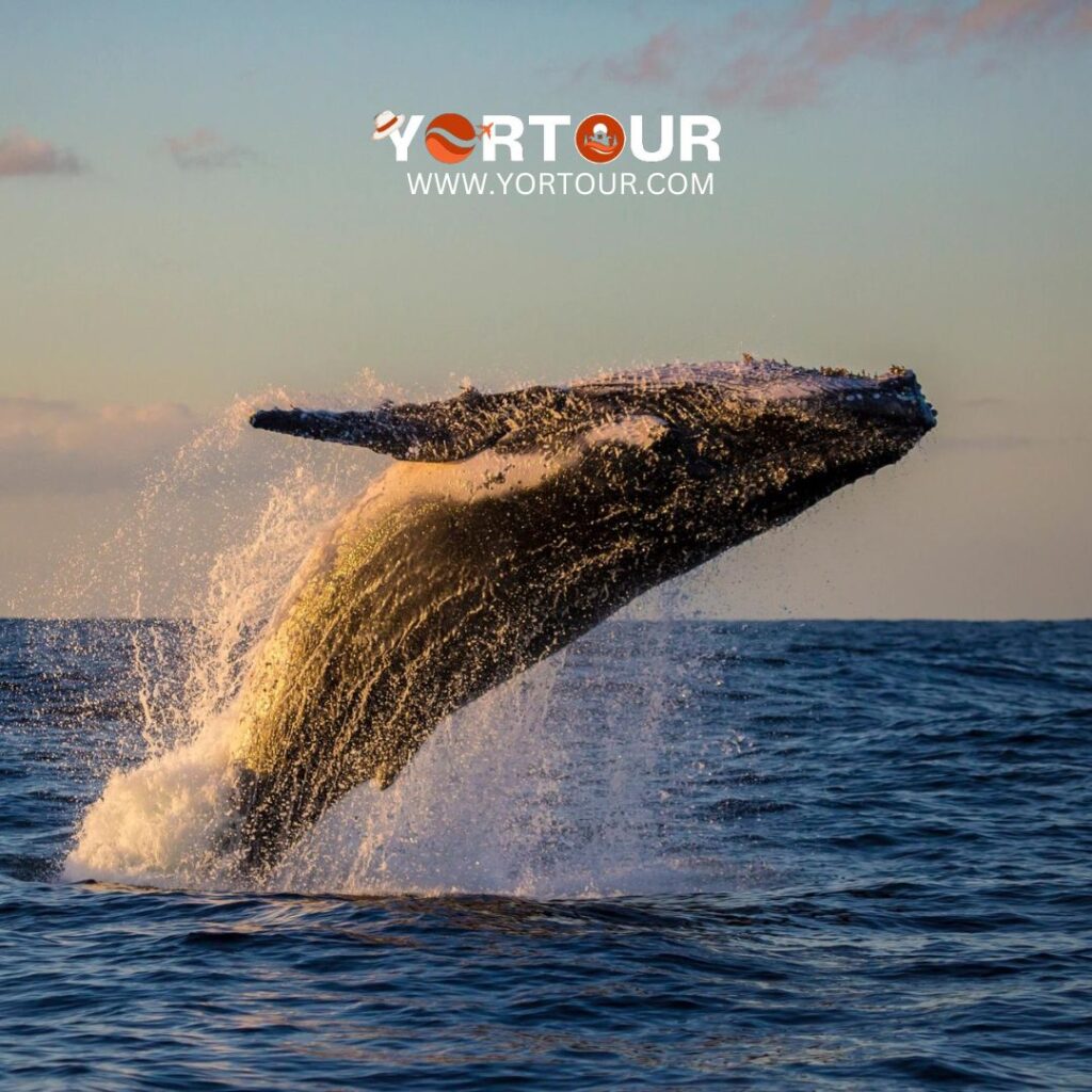 Discover Amazing Wildlife Tours in Australia